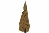 Fossil Hadrosaur Limb Section w/ Metal Stand - South Dakota #354339-2